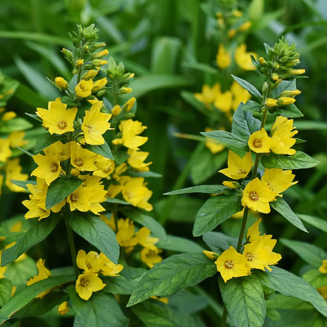 Lysimachia Punctata flower seeds