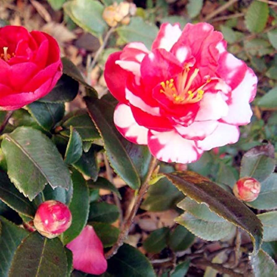Red And flower seeds
