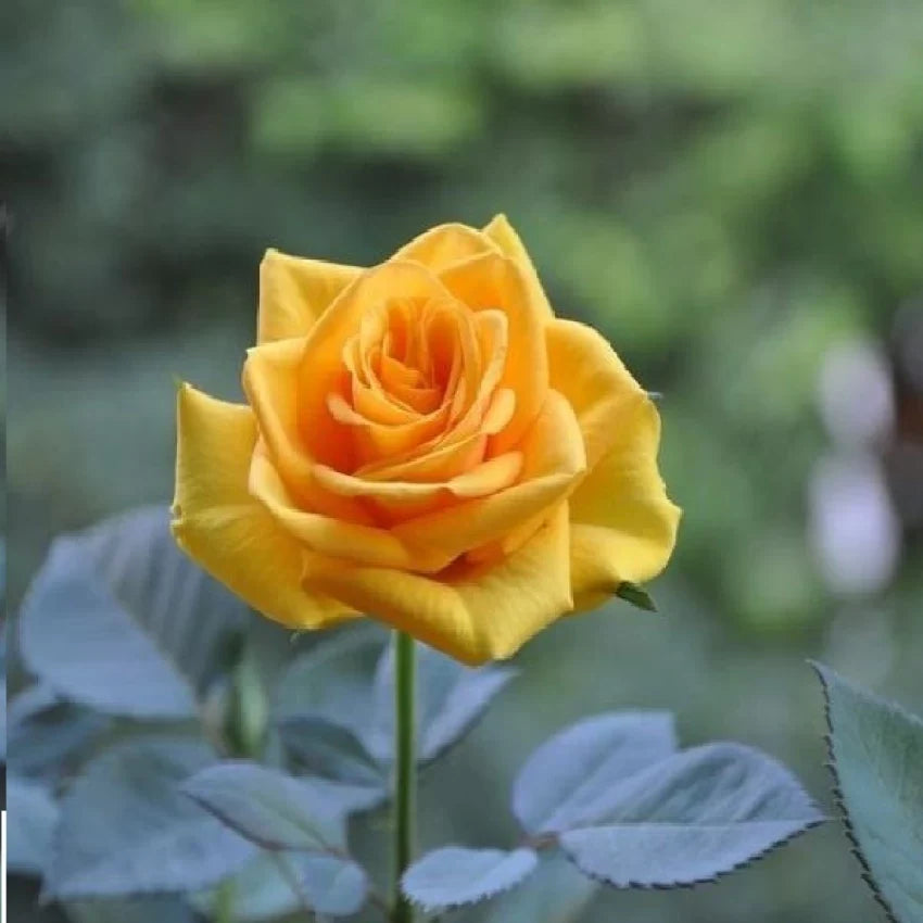 Thick Yellow flower seeds