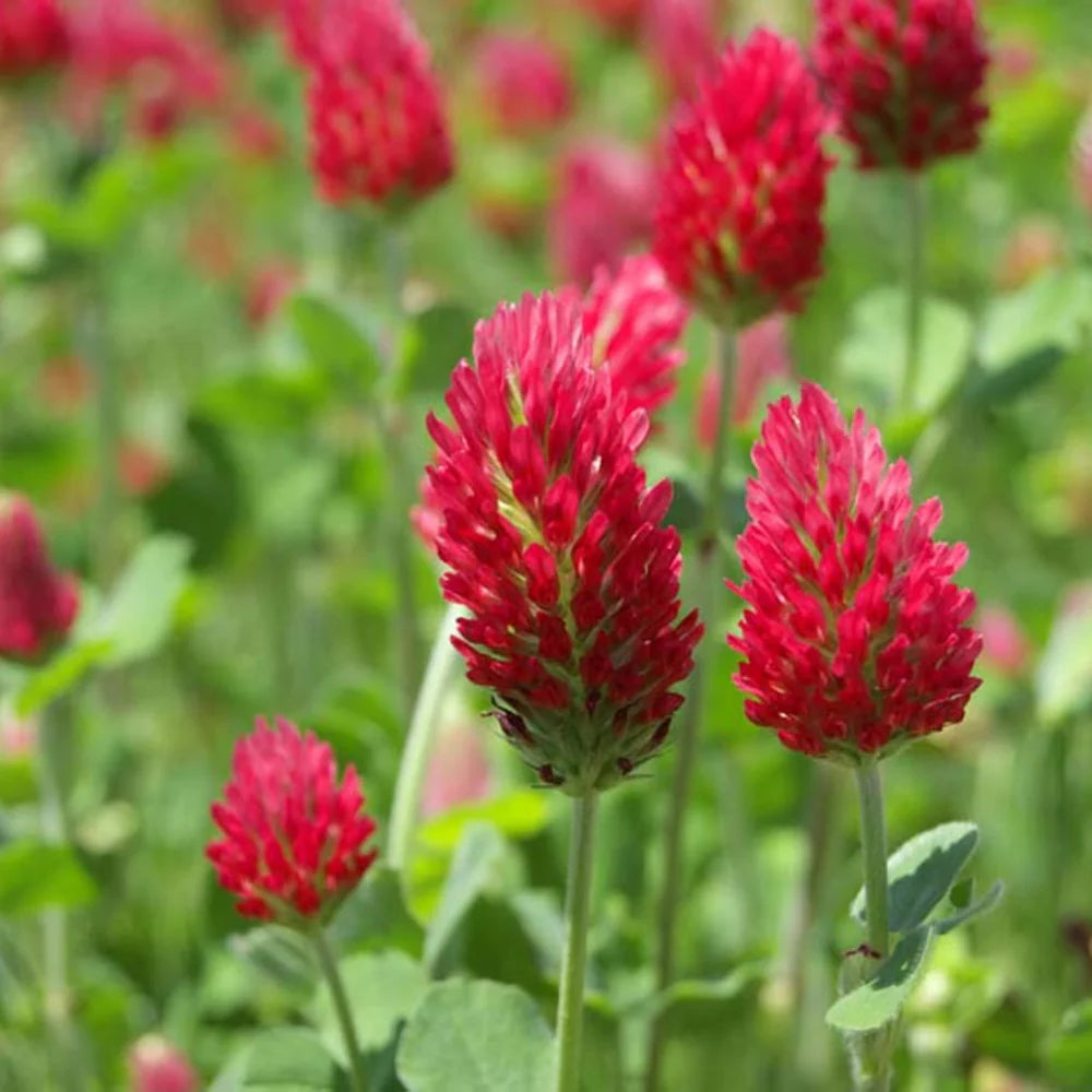 Organic Red flower seeds