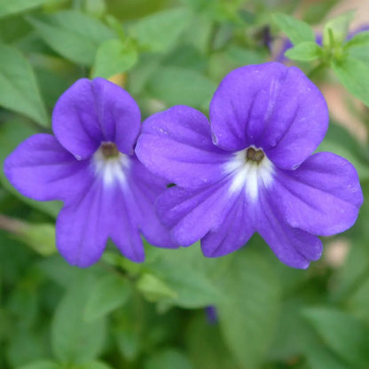Violet Browallia flower seeds