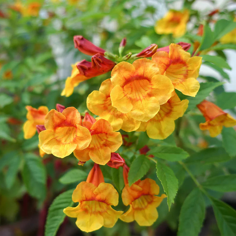 Orange Tecoma flower seeds