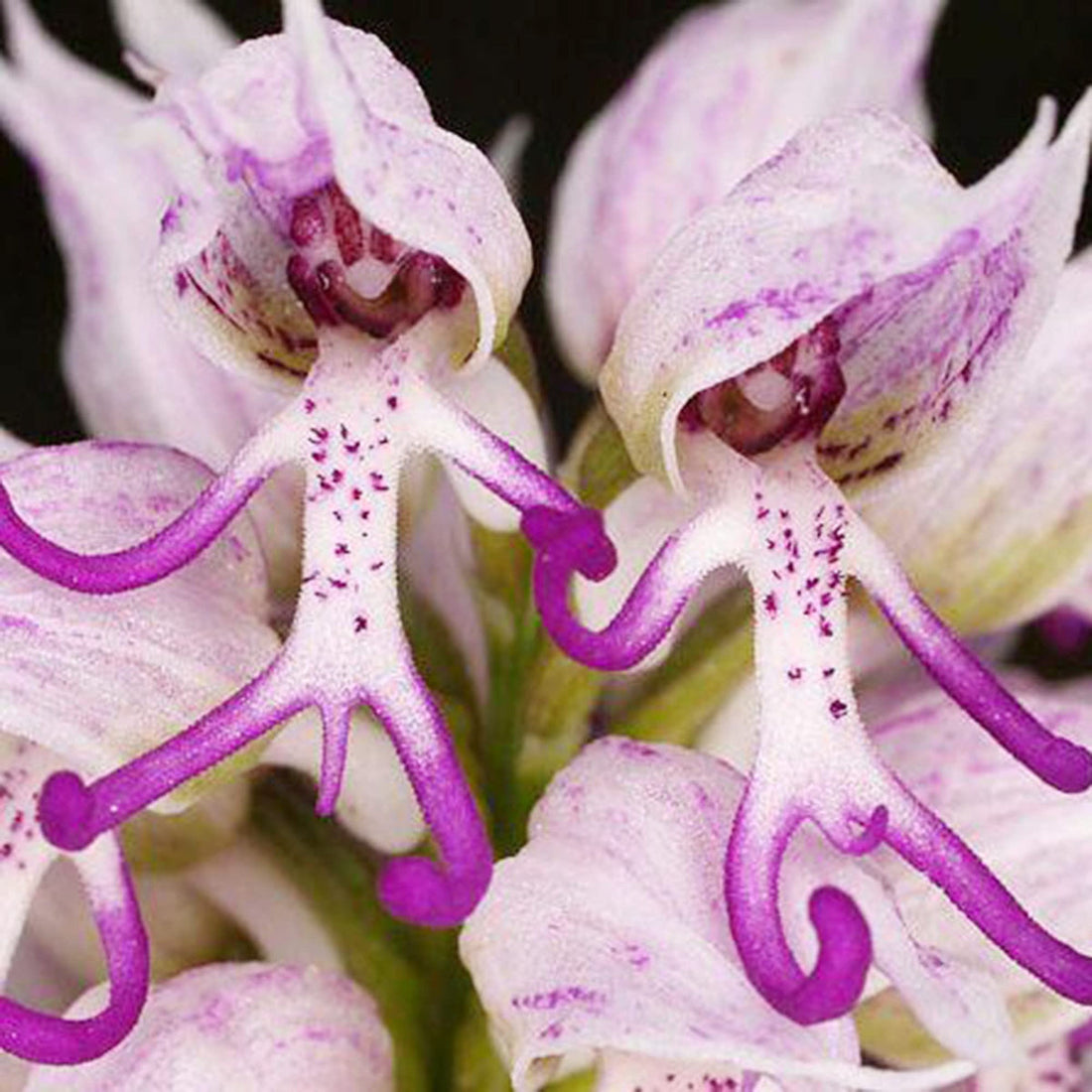 Purple Monkey flower seeds