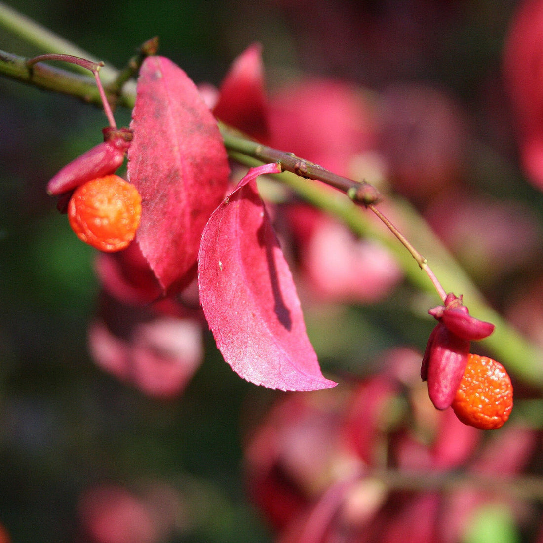 Red Burning flower seeds