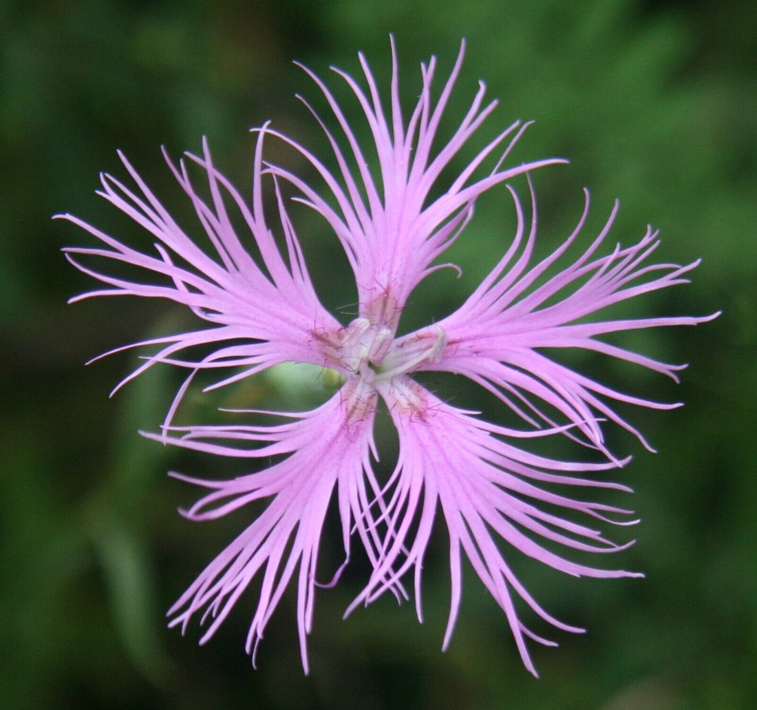 Dianthus Superbus flower seeds