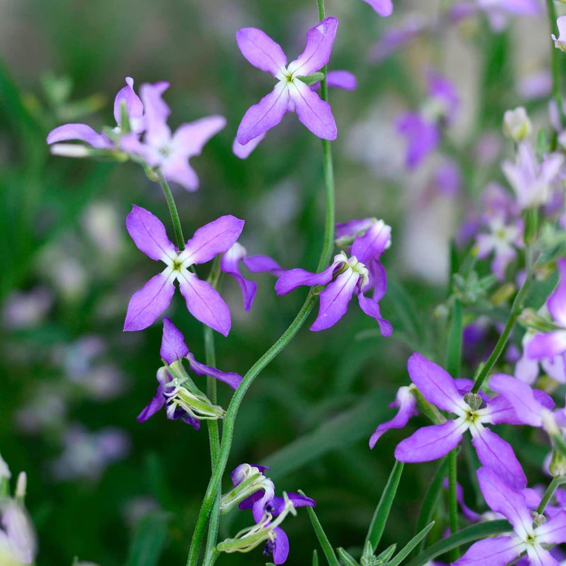 Matthiola Longipetala flower seeds