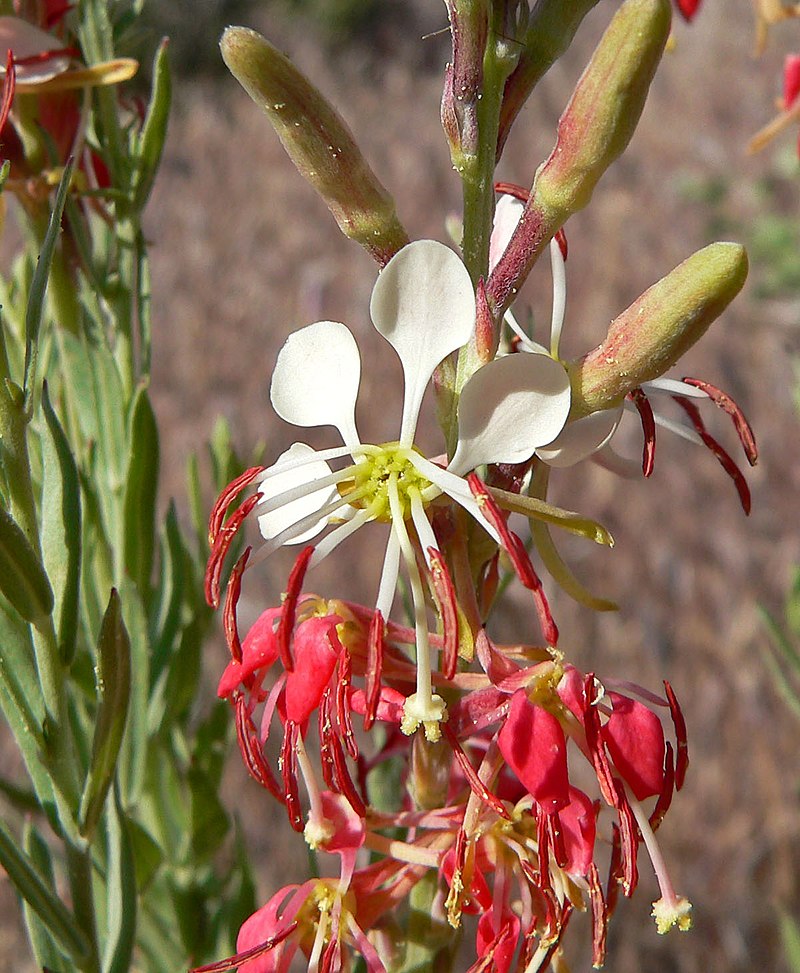 Oenothera Suffrutescens flower seeds
