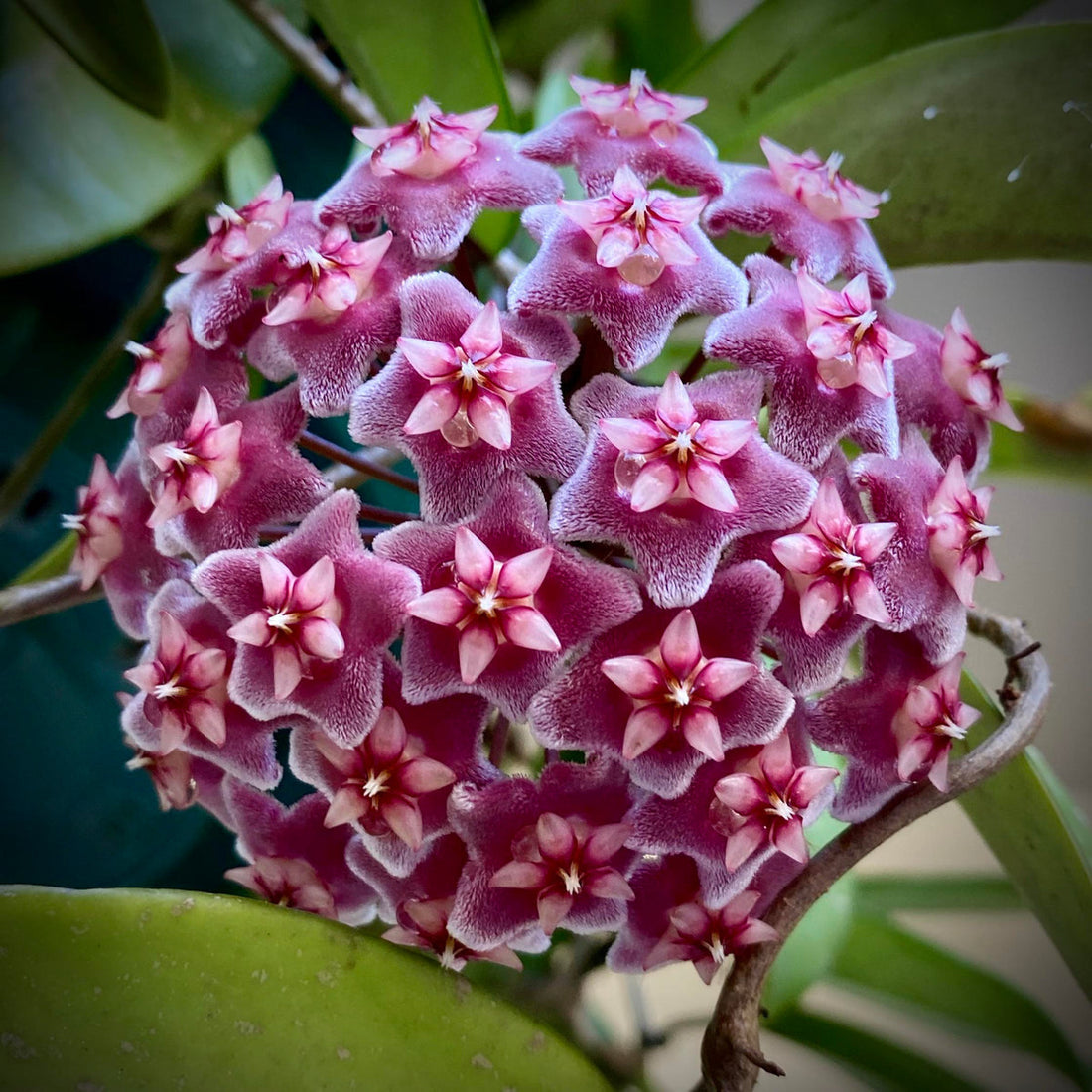 Maroon Hoya flower seeds