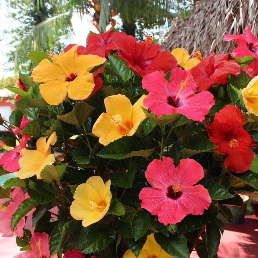 Color Hibiscus flower seeds