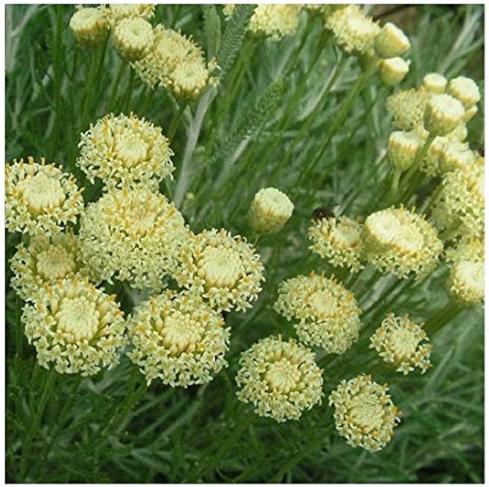Santolina Etrusca flower seeds