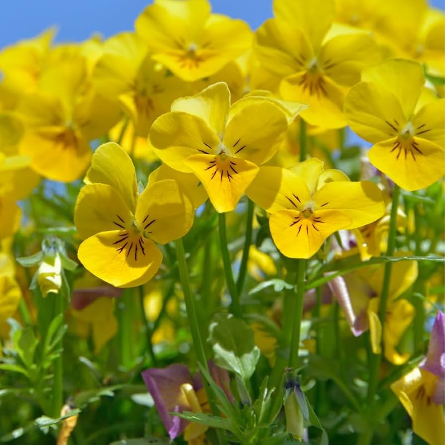 Velour flower seeds