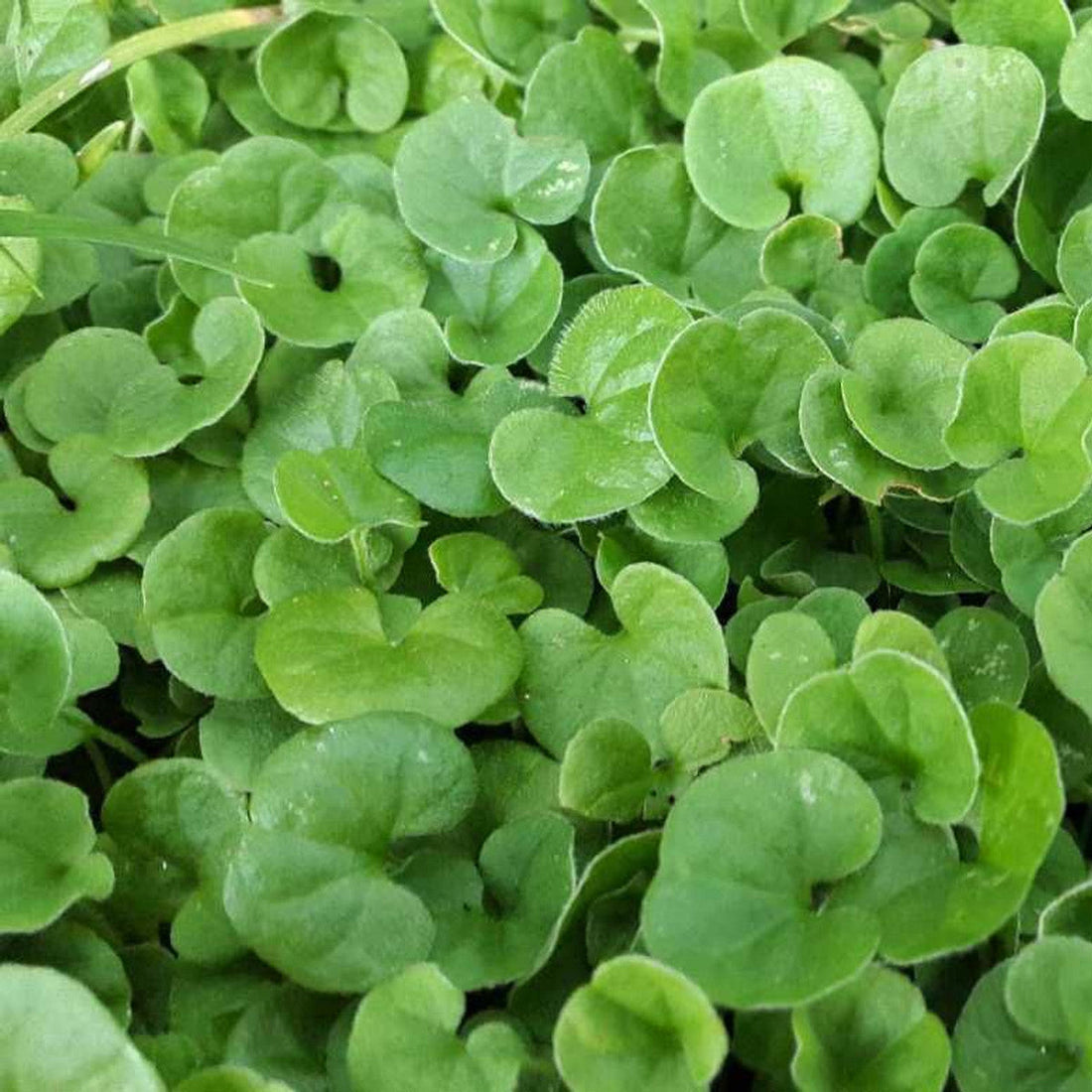 Dichondra flower seeds