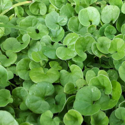 Dichondra flower seeds