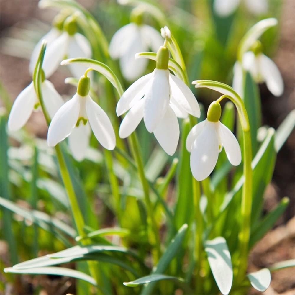 White Galanthus flower seeds