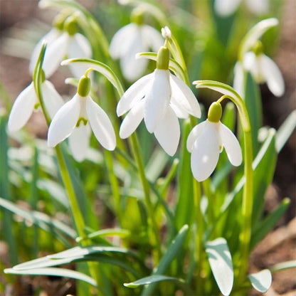 White Galanthus flower seeds
