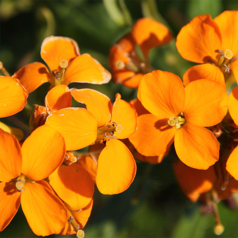 Erysimum flower seeds