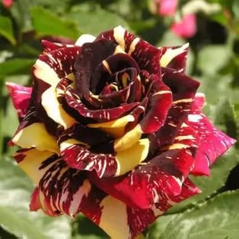 Marron Cream flower seeds