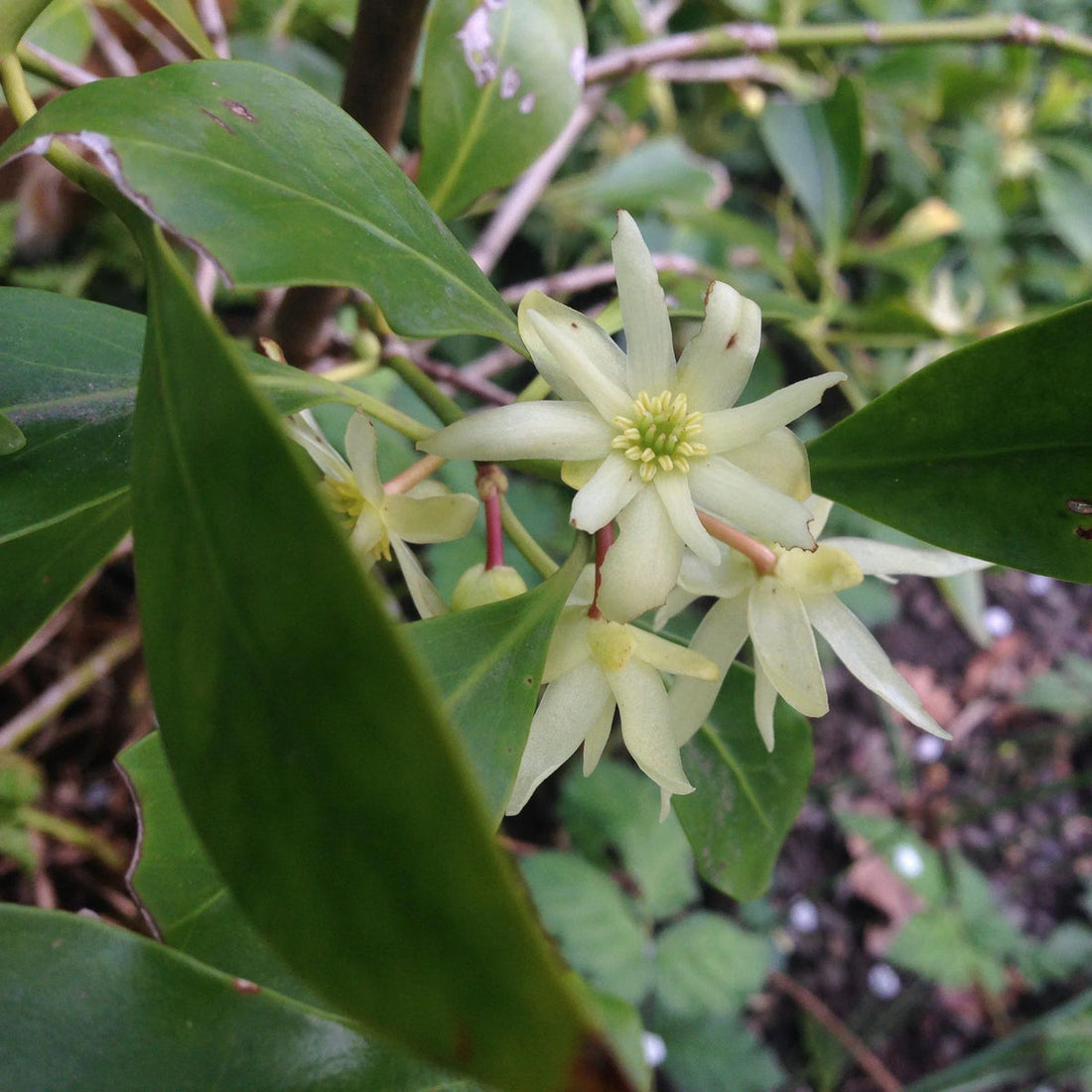 Illicium Verum flower seeds