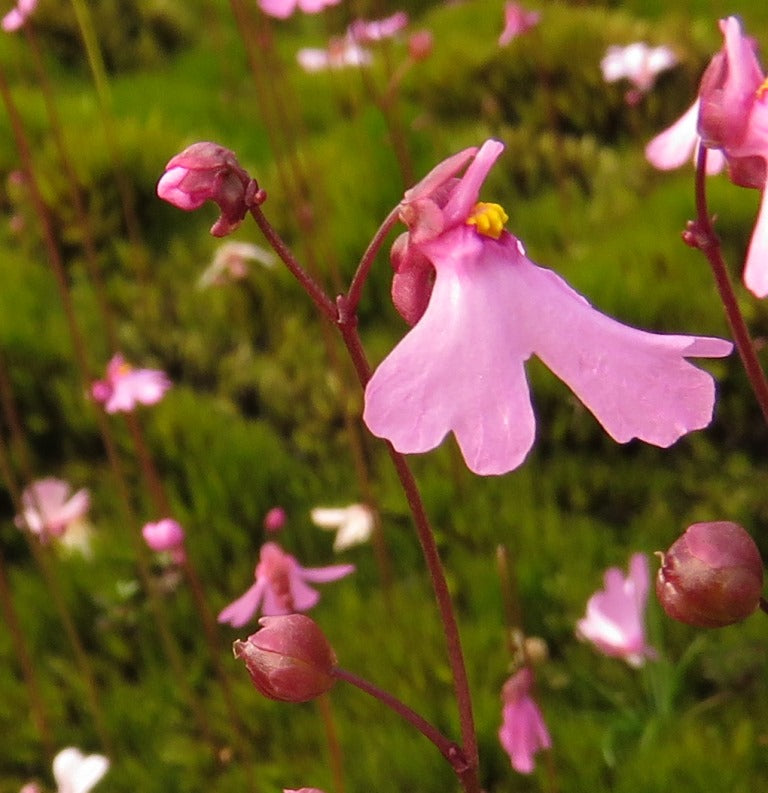 Pink Utricularia flower seeds