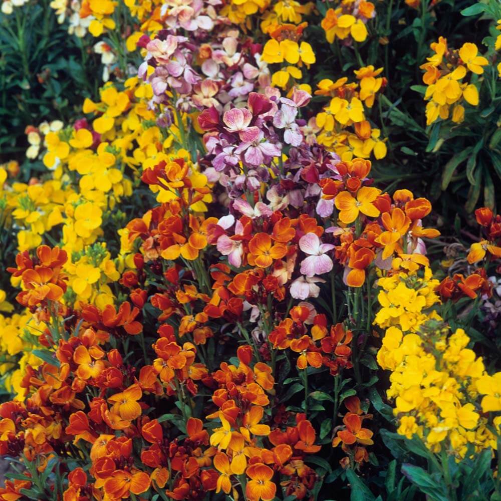 Cheiranthus flower seeds