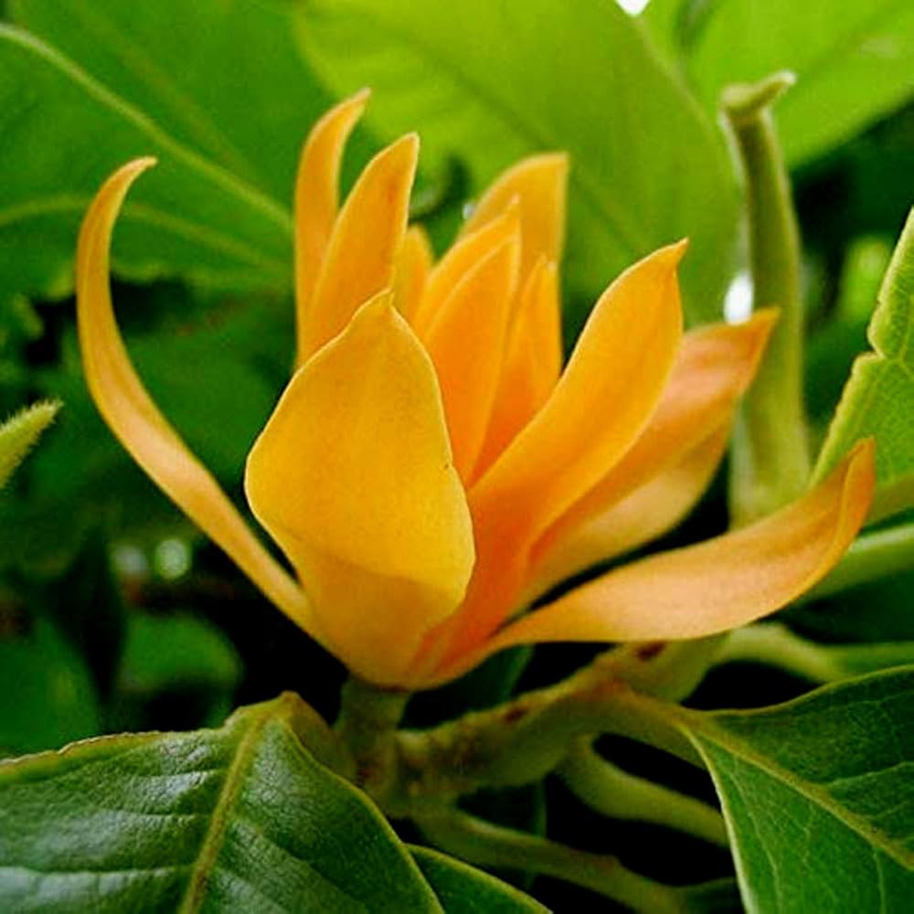 Chempaca flower seeds