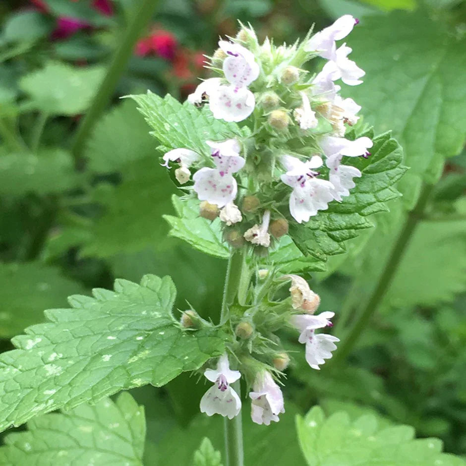 Catnip Nepeta flower seeds