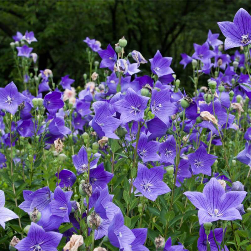 Platycodon flower seeds
