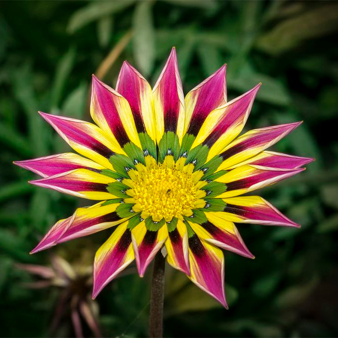 Pink Yellow flower seeds