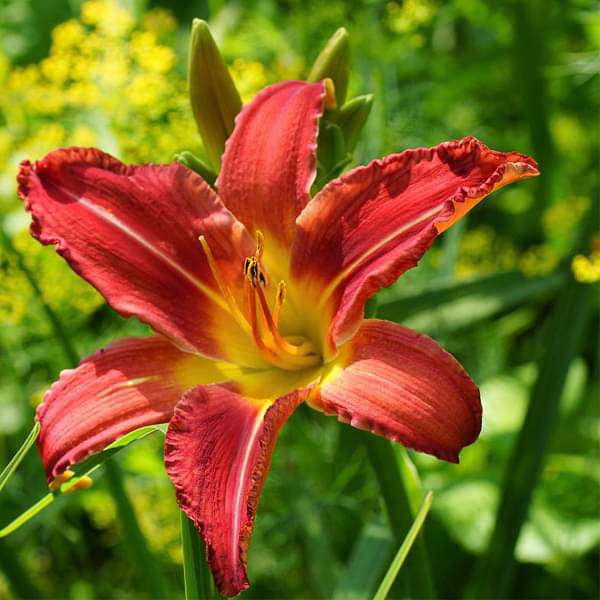 Hemerocallis flower seeds