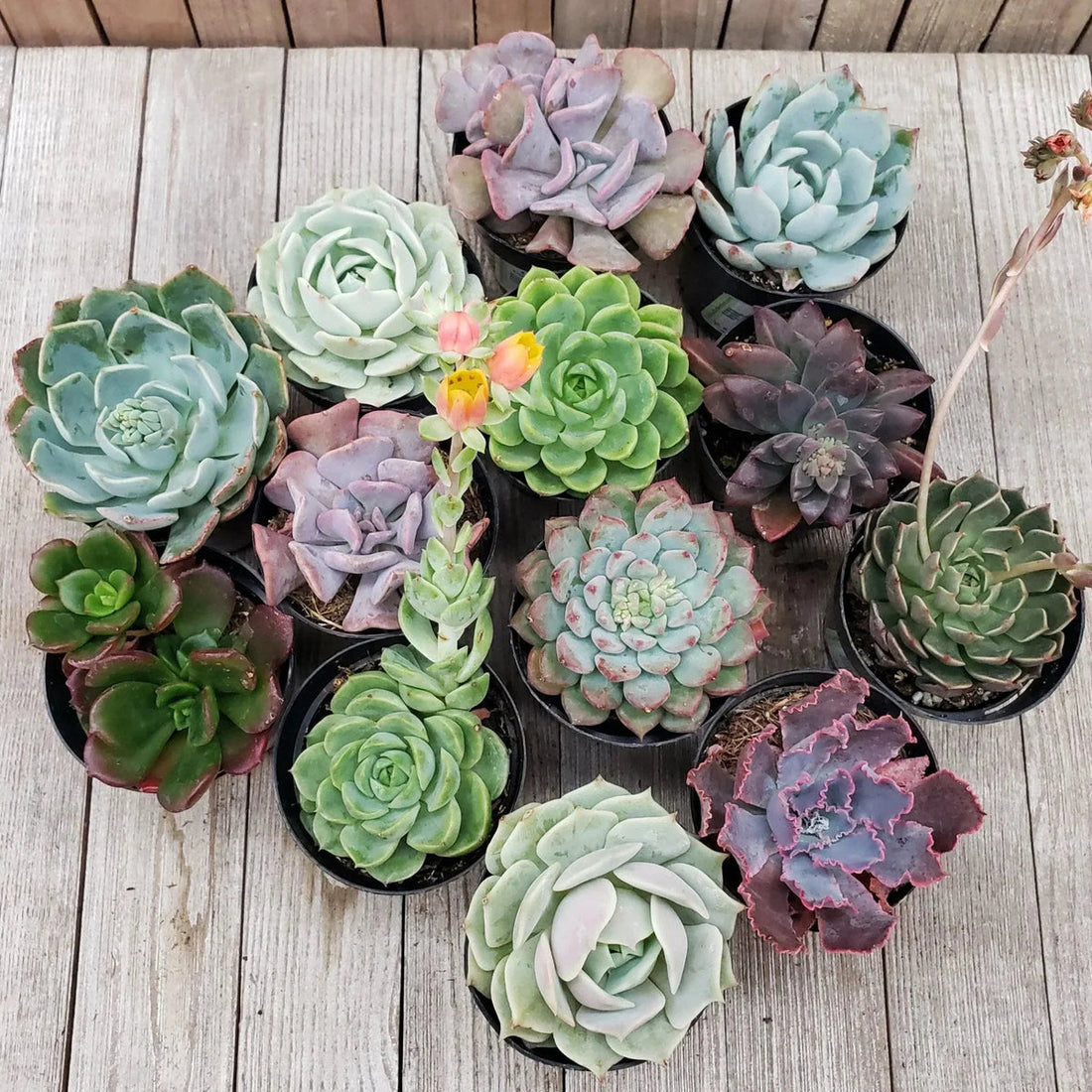 Echeveria flower seeds