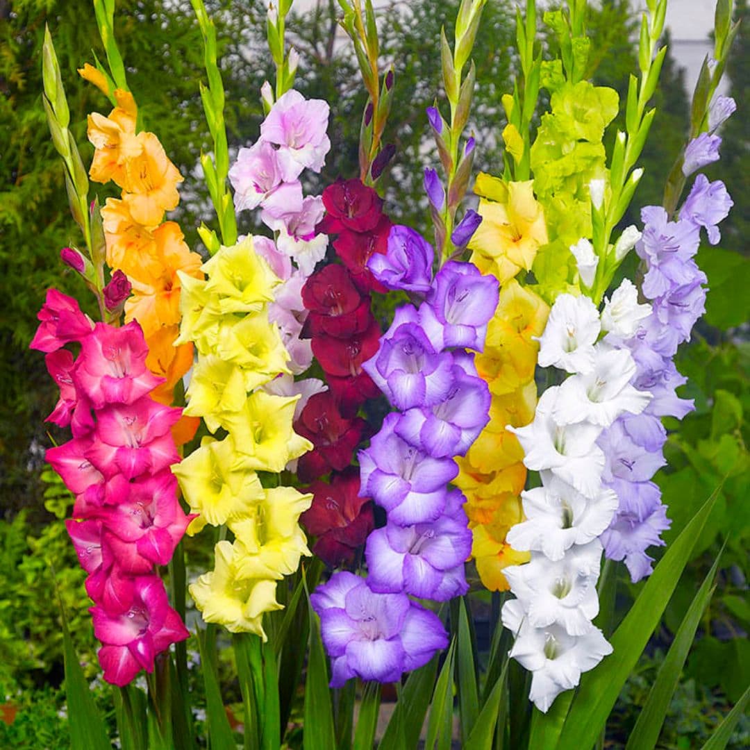 Gladiolus flower seeds