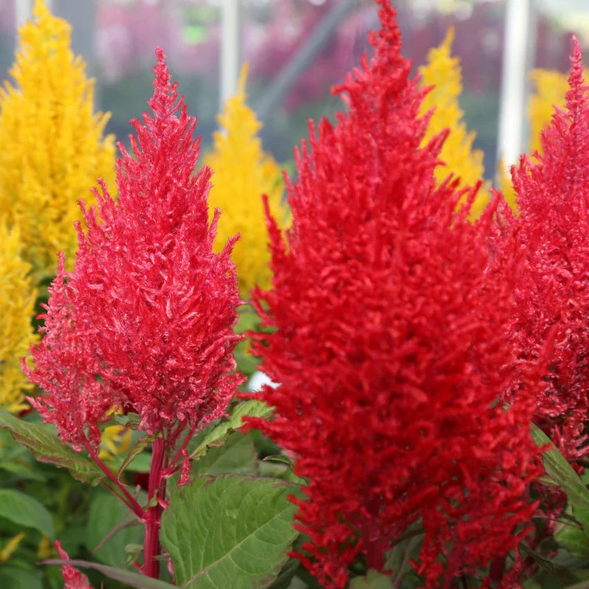 Celosia Argentea flower seeds