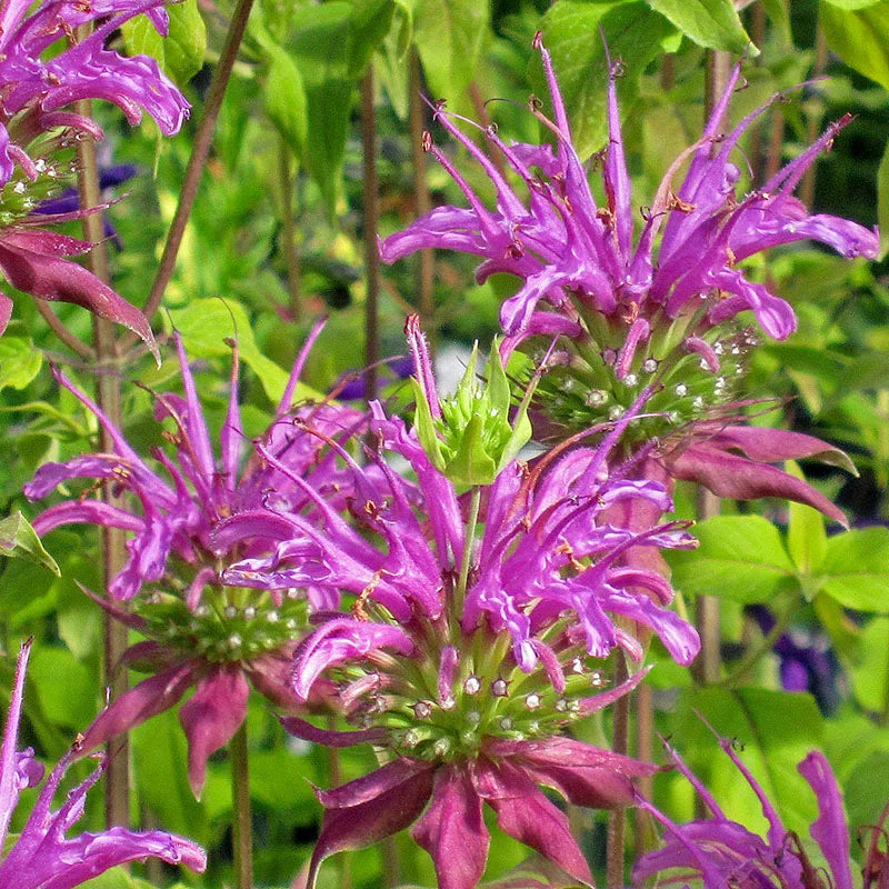 Purple Monarda flower seeds