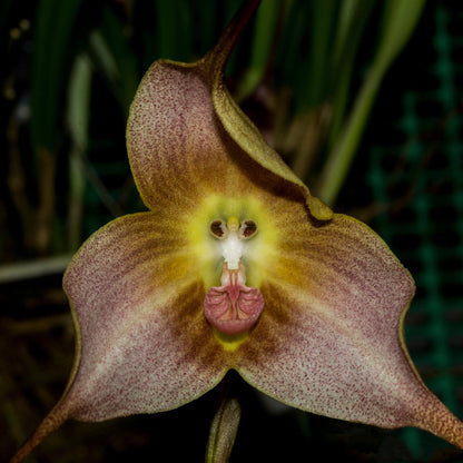 Brown Dracula flower seeds