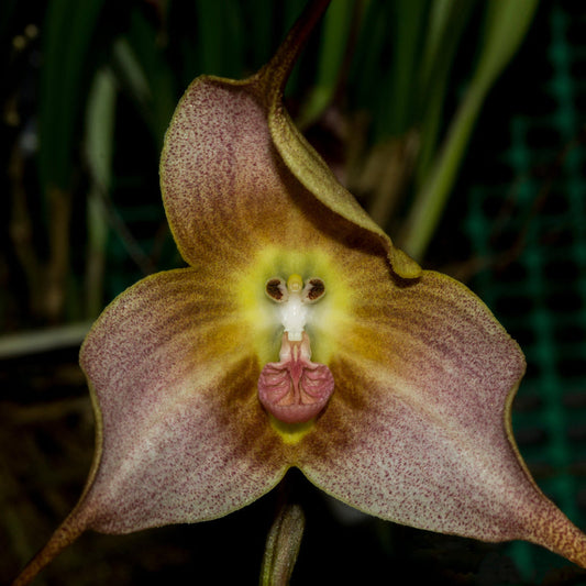 Brown Dracula flower seeds