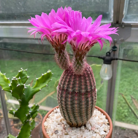 Violet Echinocereus flower seeds