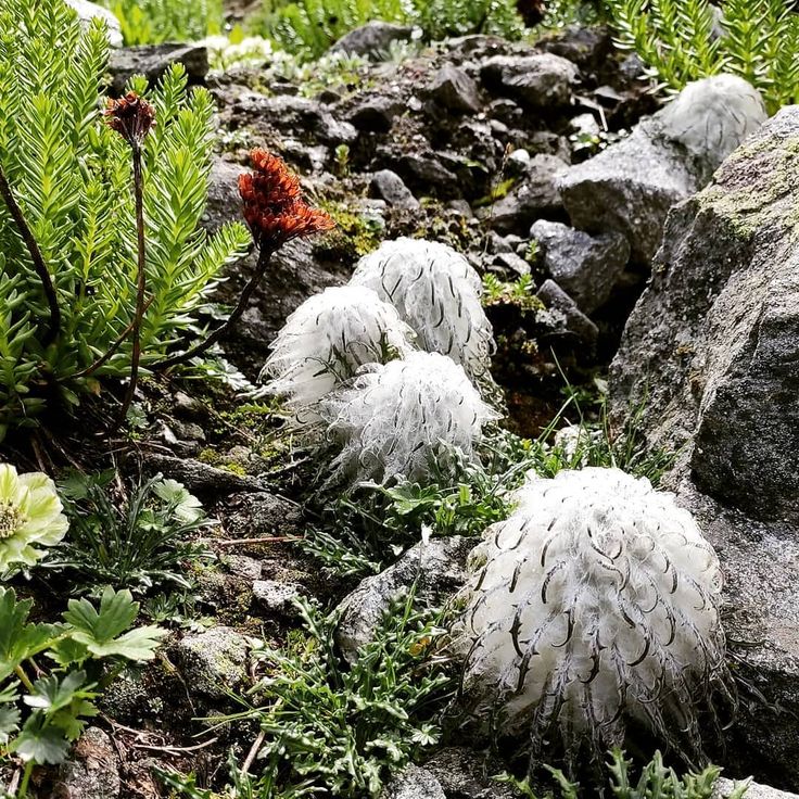 Saussurea flower seeds
