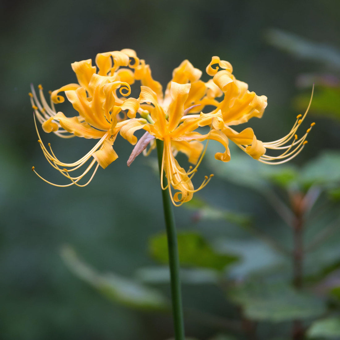 Lycoris Radiata flower seeds