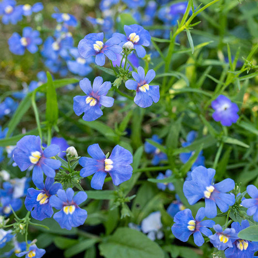 Blue Nemesia flower seeds
