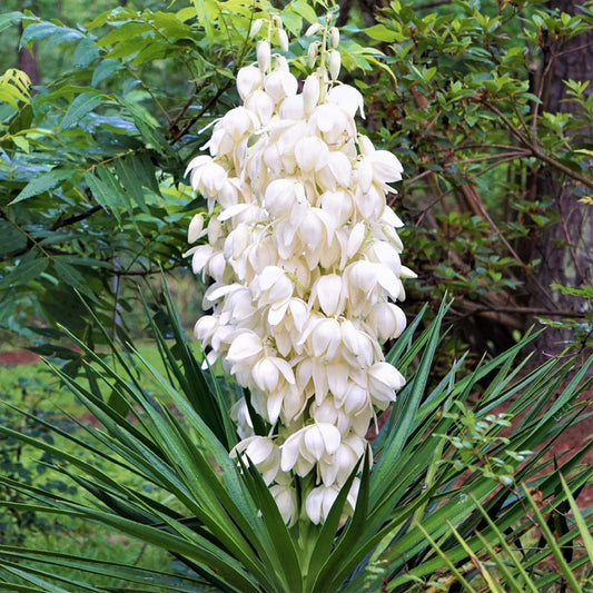 White Yucca flower seeds