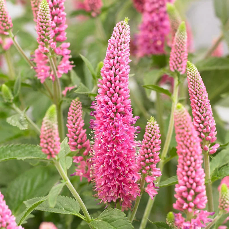Veronica flower seeds