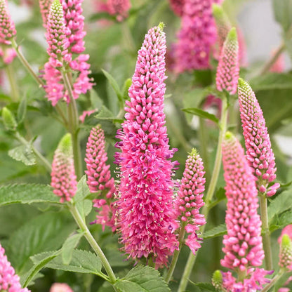 Veronica flower seeds