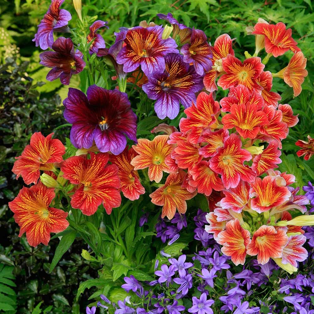 Salpiglossis flower seeds