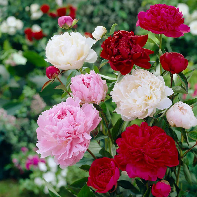 Paeonia Suffruticosa flower seeds