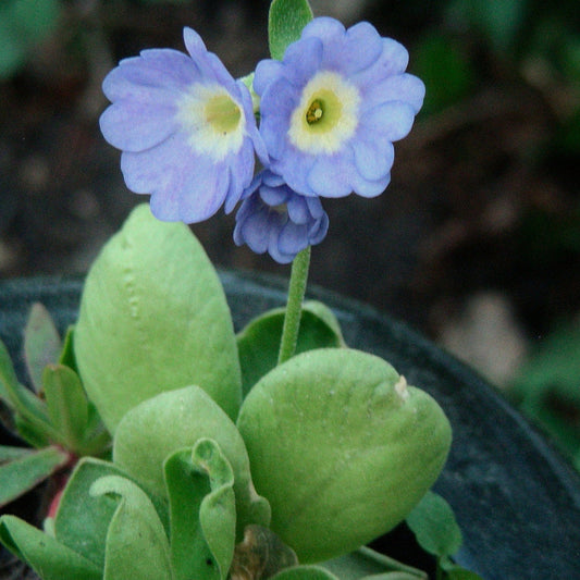 Blue Primula flower seeds