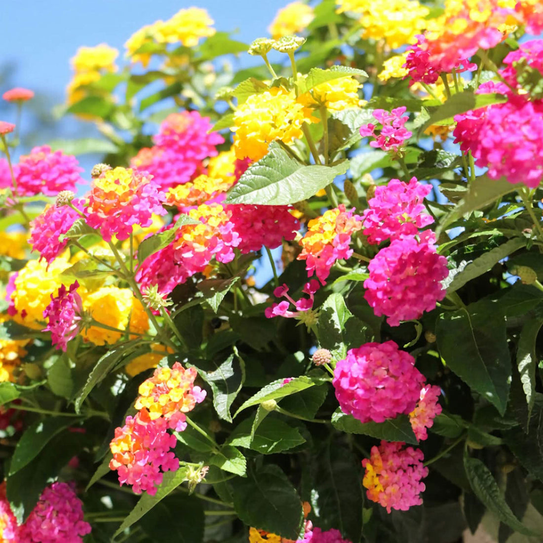 Lantana flower seeds