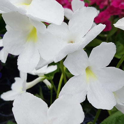 Streptocarpus flower seeds