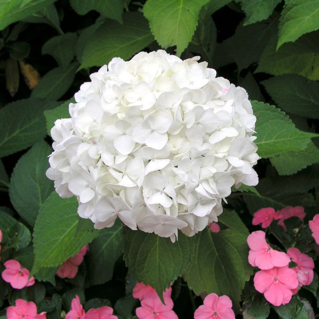 White Hydrangea flower seeds