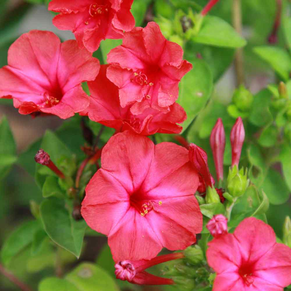 Red Mirabilis flower seeds