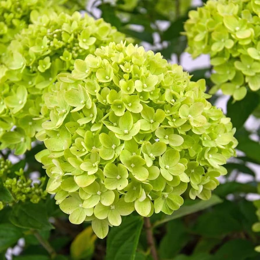 Green Hydrangea flower seeds